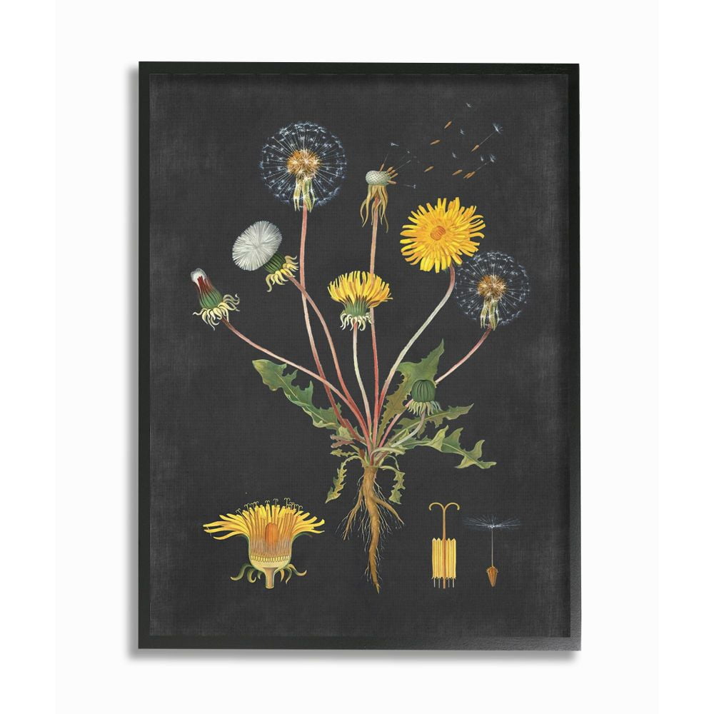 Botanical Dandelion Black Canvas Print with Ebony Frame