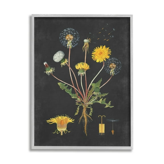 Stupell Industries Botanical Drawing Dandelion On Black Design Graphic Art Gray Framed Art Print Wall Art, 16x20, by Lettered and Lined