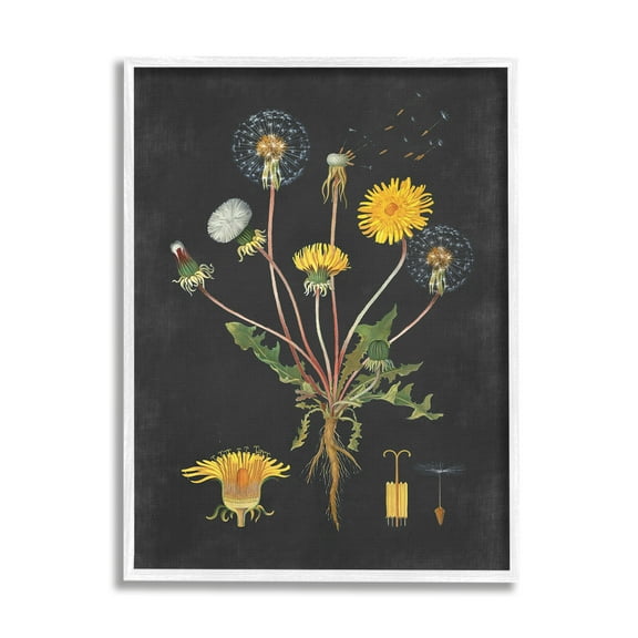 Stupell Industries Botanical Drawing Dandelion On Black Design Graphic Art White Framed Art Print Wall Art, 16x20, by Lettered and Lined