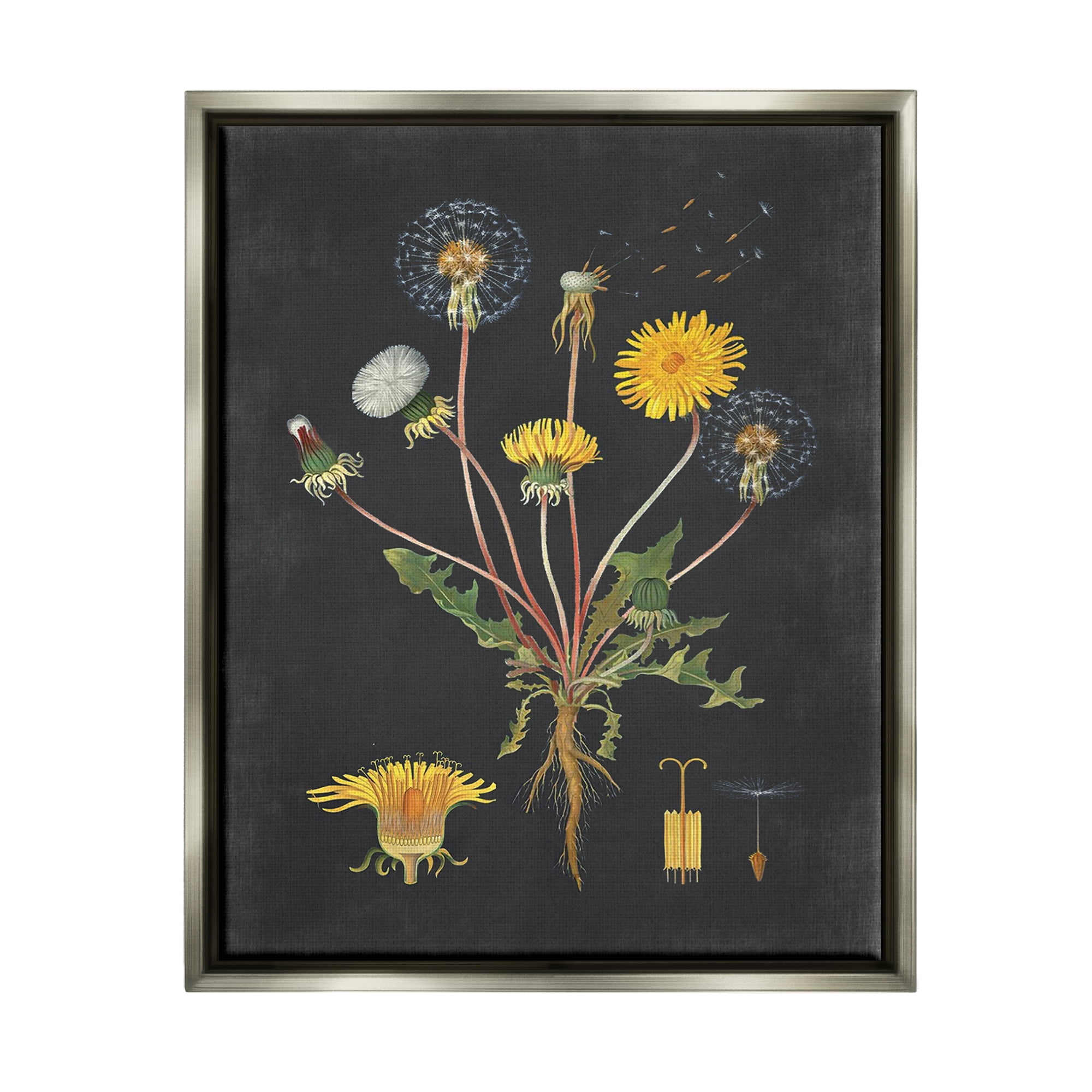 Stupell Industries Botanical Drawing Dandelion On Black Design Luster Gray Framed Floating Canvas Wall Art, 16x20, by Lettered and Lined