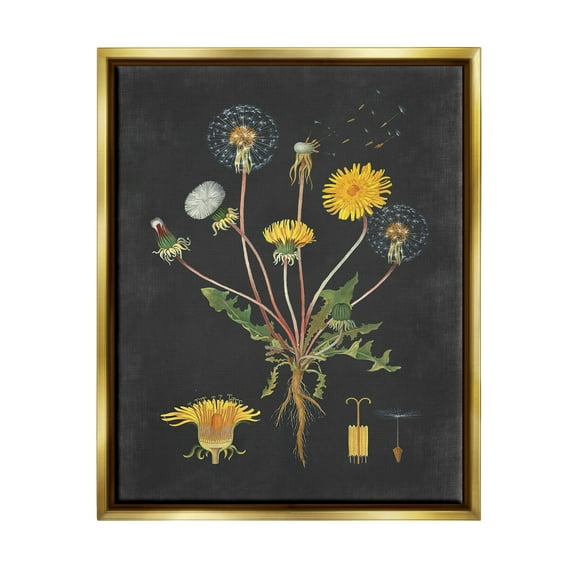 Stupell Industries Botanical Drawing Dandelion On Black Design Metallic Gold Framed Floating Canvas Wall Art, 16x20, by Lettered and Lined