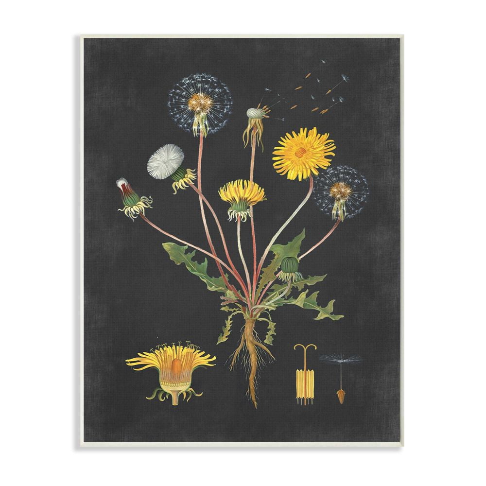 Stupell Industries Botanical Drawing Dandelion On Black Design Wall Plaque by Lettered and Lined