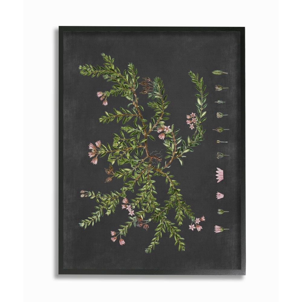 Stupell Industries Botanical Drawing Flower Pink On Black Design Framed Wall Art by Lettered and Lined