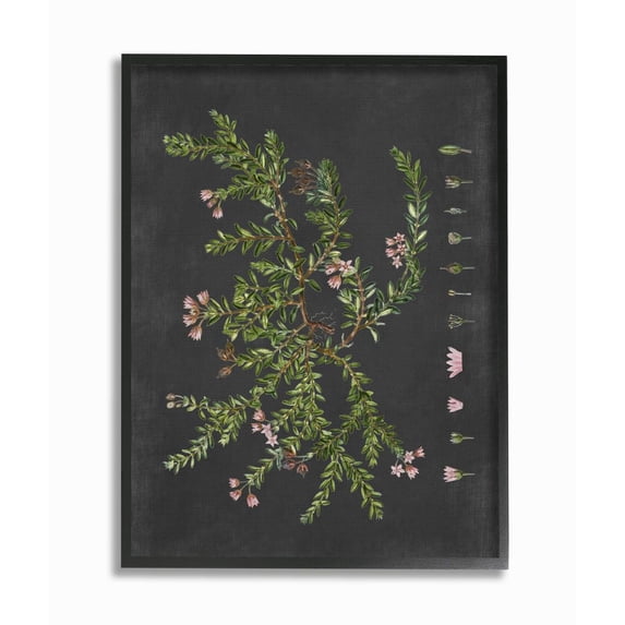 Stupell Industries Botanical Drawing Flower Pink On Black Design Framed Wall Art by Lettered and Lined