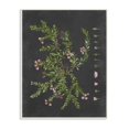 thumbnail image 1 of Stupell Industries Botanical Drawing Flower Pink On Black Design Wall Plaque by Lettered and Lined, 1 of 1