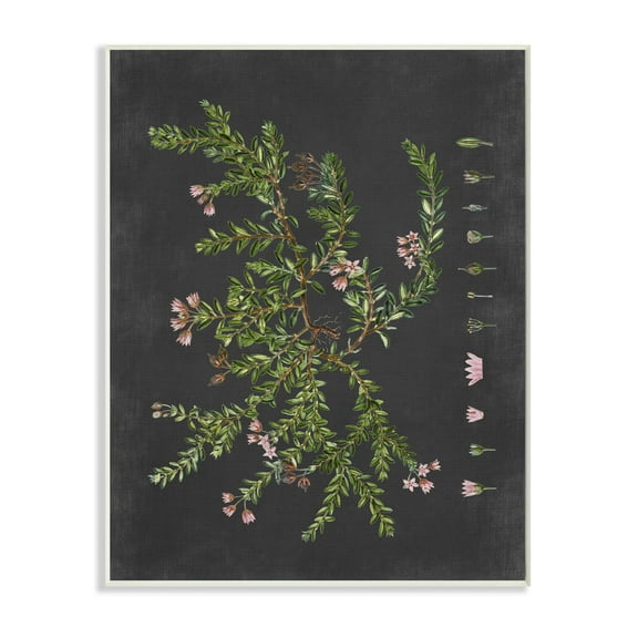 Stupell Industries Botanical Drawing Flower Pink On Black Design Wall Plaque by Lettered and Lined