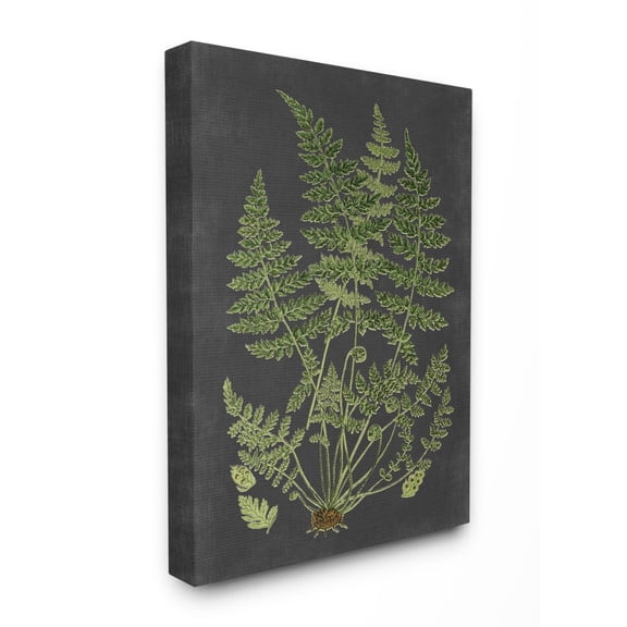 Stupell Industries Botanical Drawing Green Black Design Canvas Wall Art by Lettered and Lined