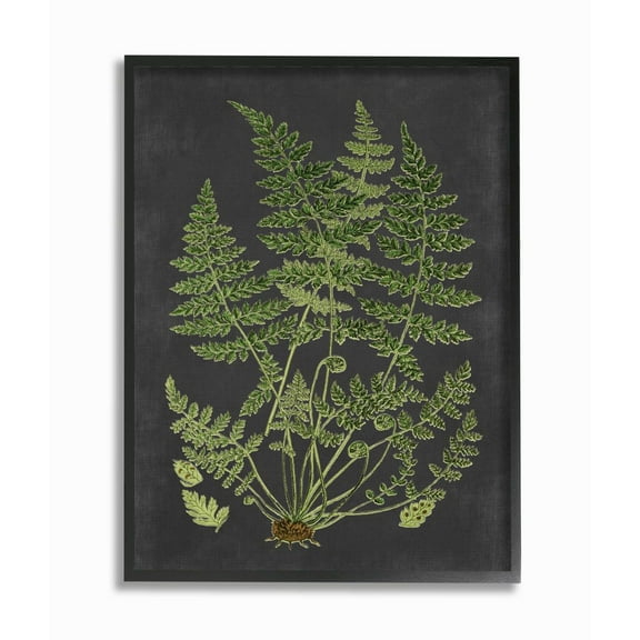 Stupell Industries Botanical Drawing Green Black Design Framed Wall Art by Lettered and Lined