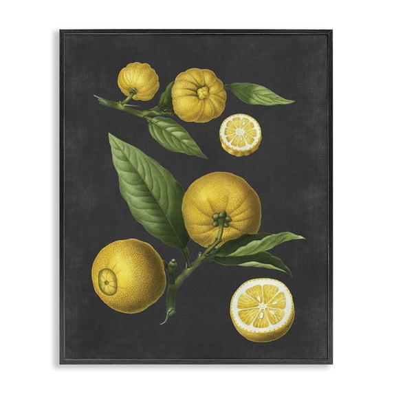 Stupell Industries French Country Botanical Drawing Lemons On Black Design Black Framed Giclee Art, 16 x 20, by Lettered and Lined