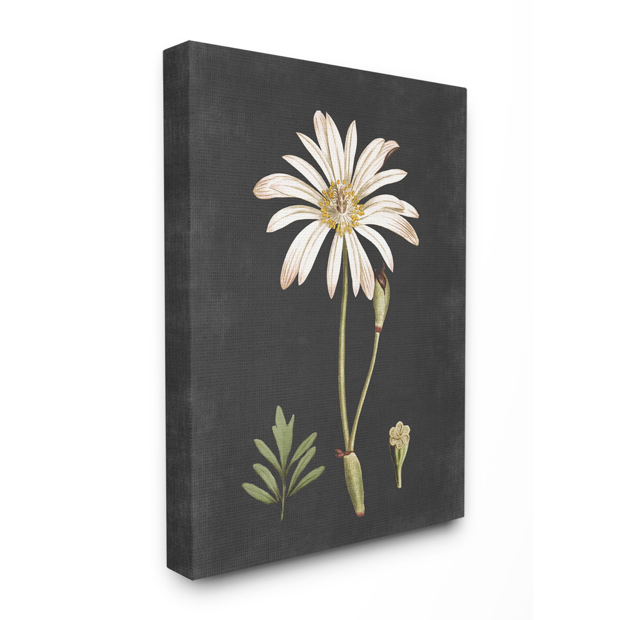 Stupell Industries Botanical Drawing White Flower On Black Design ...