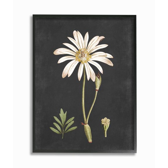 Stupell Industries Botanical Drawing White Flower On Black Design Framed Wall Art by Lettered and Lined