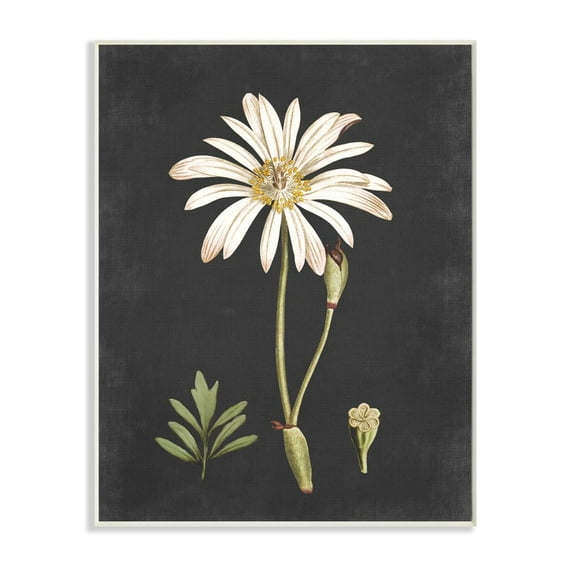 Stupell Industries Botanical Drawing White Flower On Black Design Wall Plaque by Lettered and Lined