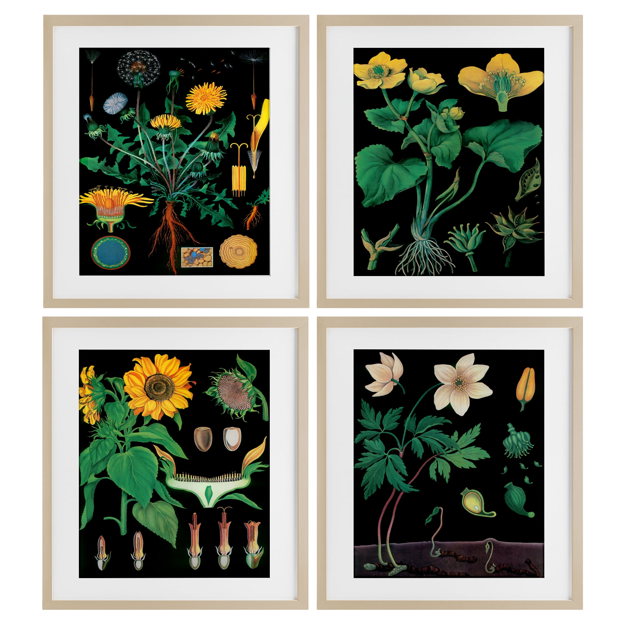 Stupell Industries Botanical Illustrations on Black 4 Piece Birch Framed Print Under Glass Set, design by Vintage Hustle