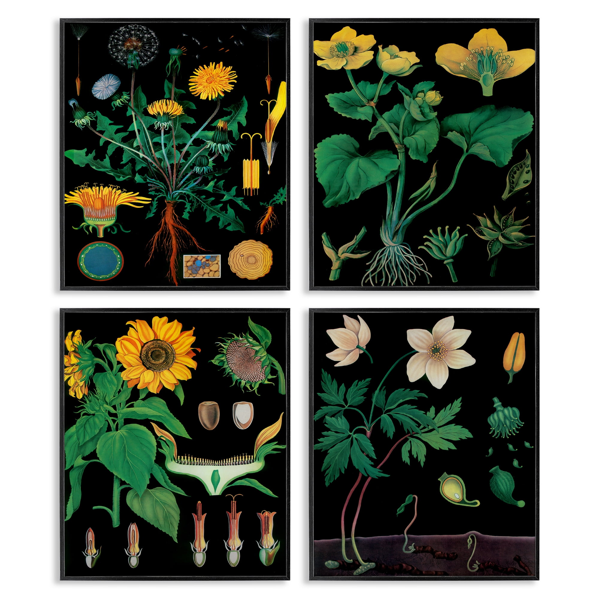 Stupell Industries Botanical Illustrations on Black 4 Piece Black Framed Giclee Art Set, design by Vintage Hustle
