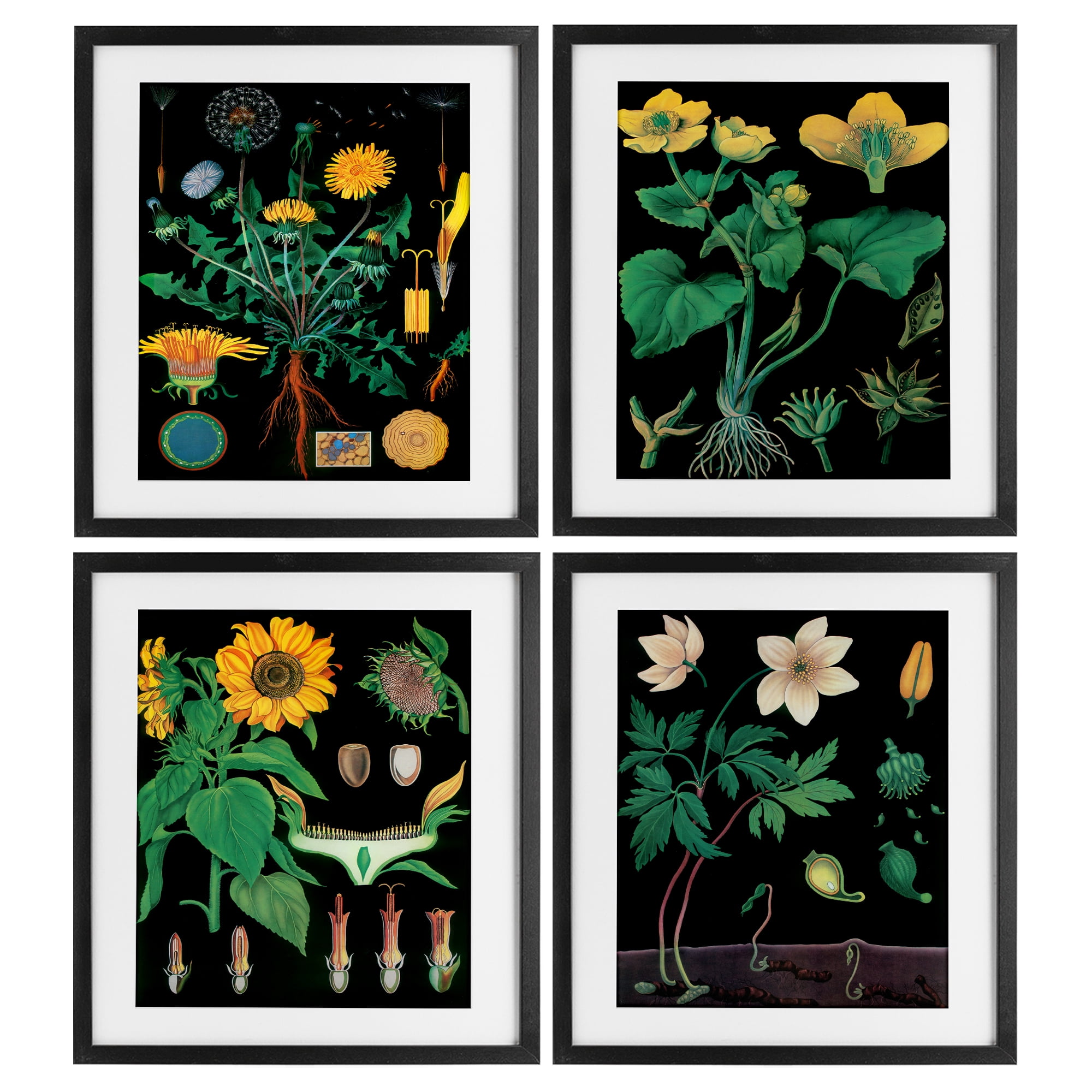Stupell Industries Botanical Illustrations on Black 4 Piece Black Framed Print Under Glass Set, design by Vintage Hustle