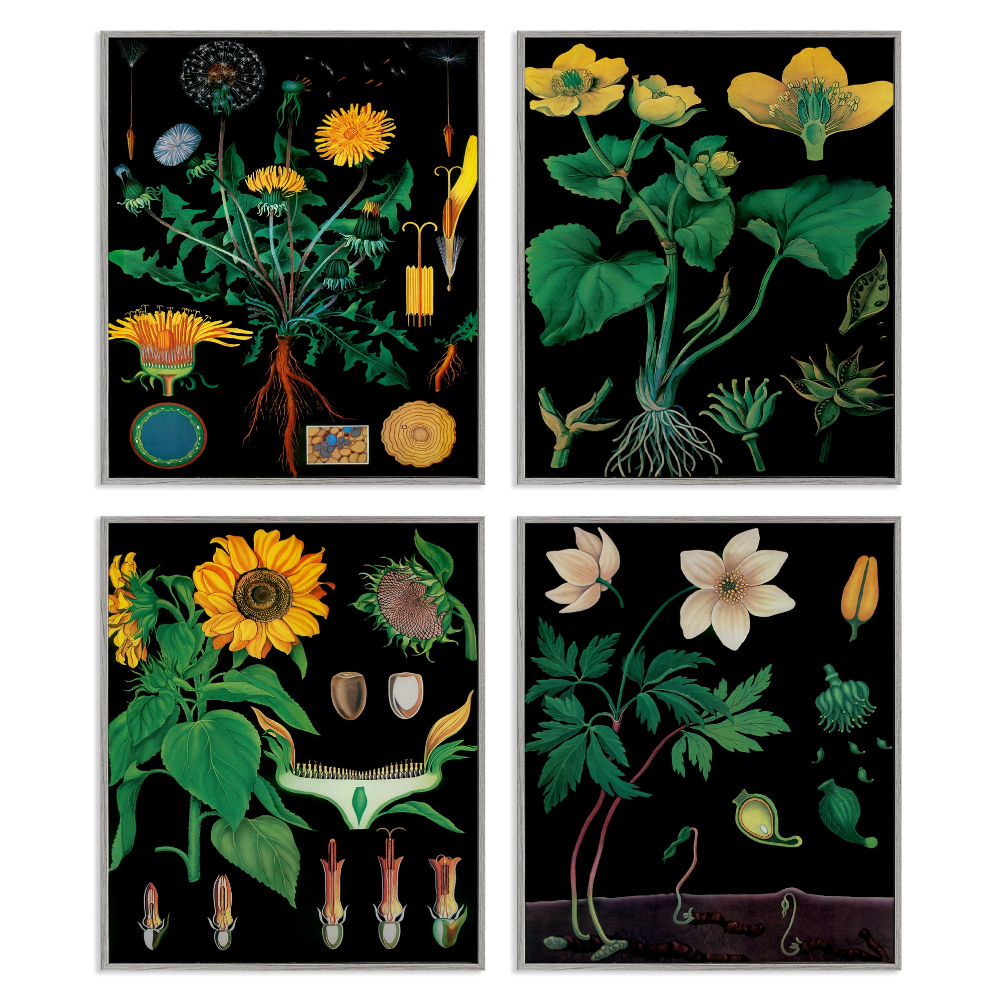 Stupell Industries Botanical Illustrations on Black 4 Piece Gray Framed Giclee Art Set, design by Vintage Hustle
