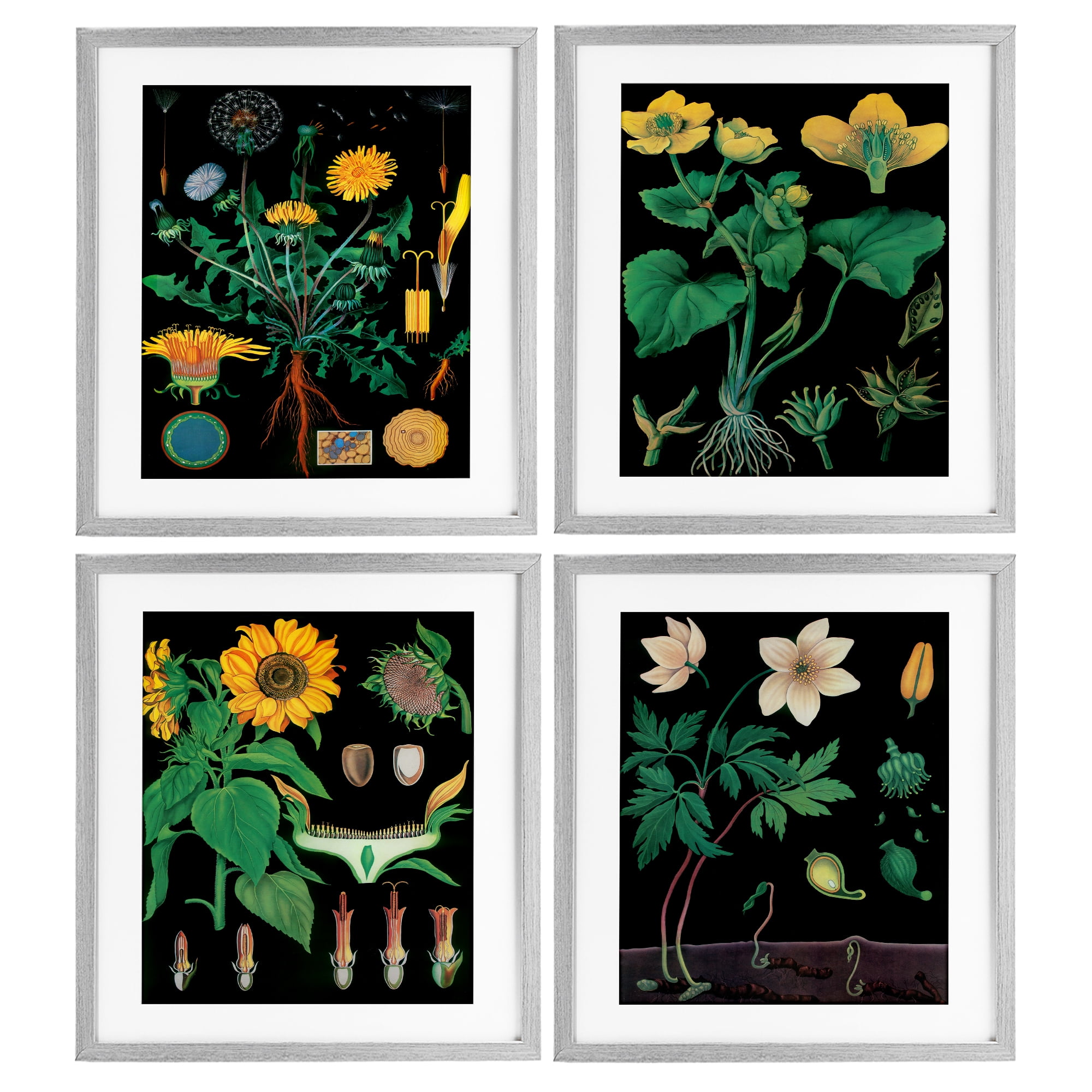 Stupell Industries Botanical Illustrations on Black 4 Piece Gray Framed Print Under Glass Set, design by Vintage Hustle