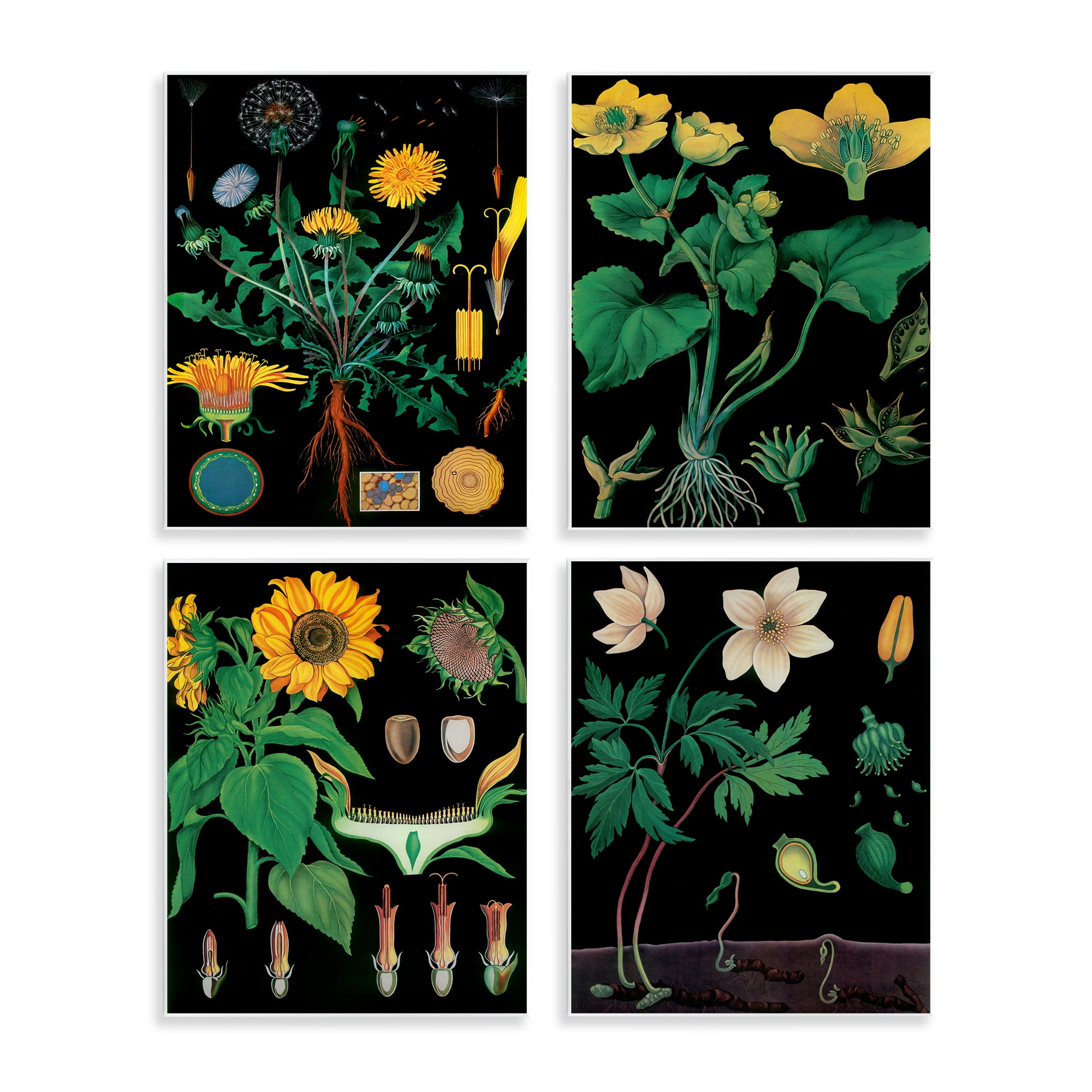 Stupell Industries Botanical Illustrations on Black 4 Piece Wall Plaque Art Set, design by Vintage Hustle