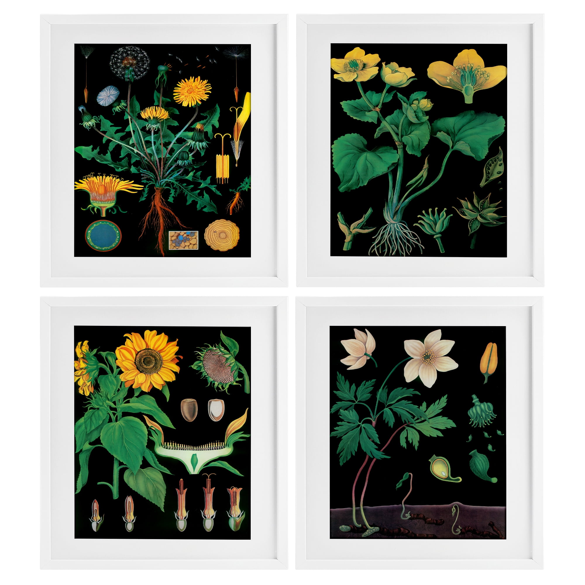 Stupell Industries Botanical Illustrations on Black 4 Piece White Framed Print Under Glass Set, design by Vintage Hustle