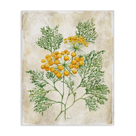 Stupell Industries Botanical Journal Page Canvas Wall Art design by Paul Brent, 40 x 30
