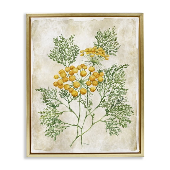 Stupell Industries Botanical Journal Page Gold Framed Floater Canvas Wall Art design by Paul Brent, 31 x 25