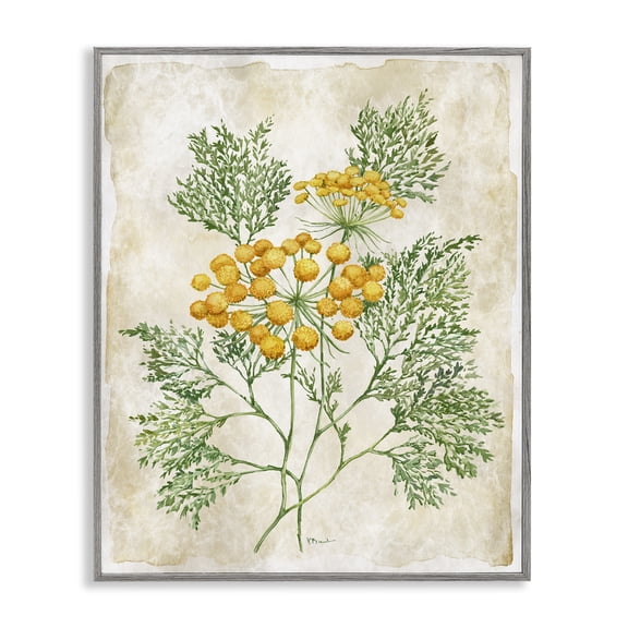 Stupell Industries Botanical Journal Page Gray Framed Giclee Art design by Paul Brent, 20 x 16