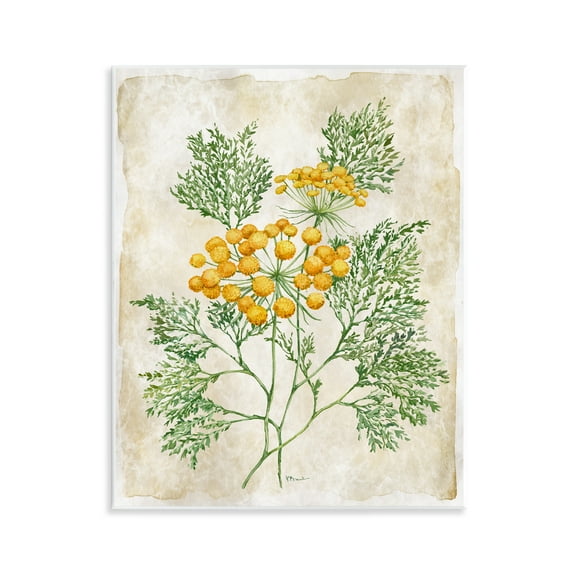 Stupell Industries Botanical Journal Page Wall Plaque Art design by Paul Brent, 14 x 11