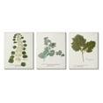 thumbnail image 1 of Stupell Industries Botanical Latin Study Detailed Wild Plant Leaves Graphic Art Gallery Wrapped Canvas Print Wall Art, Set of 3, Design by World Art Group, 1 of 5