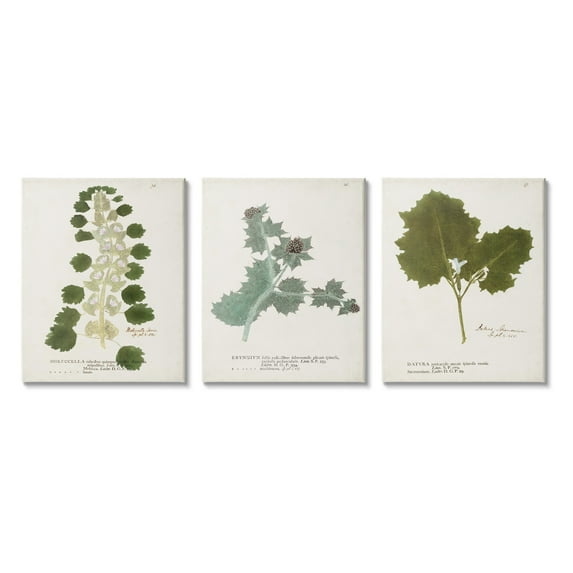 Stupell Industries Botanical Latin Study Detailed Wild Plant Leaves Graphic Art Gallery Wrapped Canvas Print Wall Art, Set of 3, Design by World Art Group