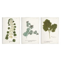 Stupell Industries Botanical Latin Study Detailed Wild Plant Leaves Graphic Art Unframed Art Print Wall Art, Set of 3, Design by World Art Group