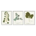 thumbnail image 1 of Stupell Industries Botanical Latin Study Detailed Wild Plant Leaves Graphic Art White Framed Art Print Wall Art, Set of 3, Design by World Art Group, 1 of 5