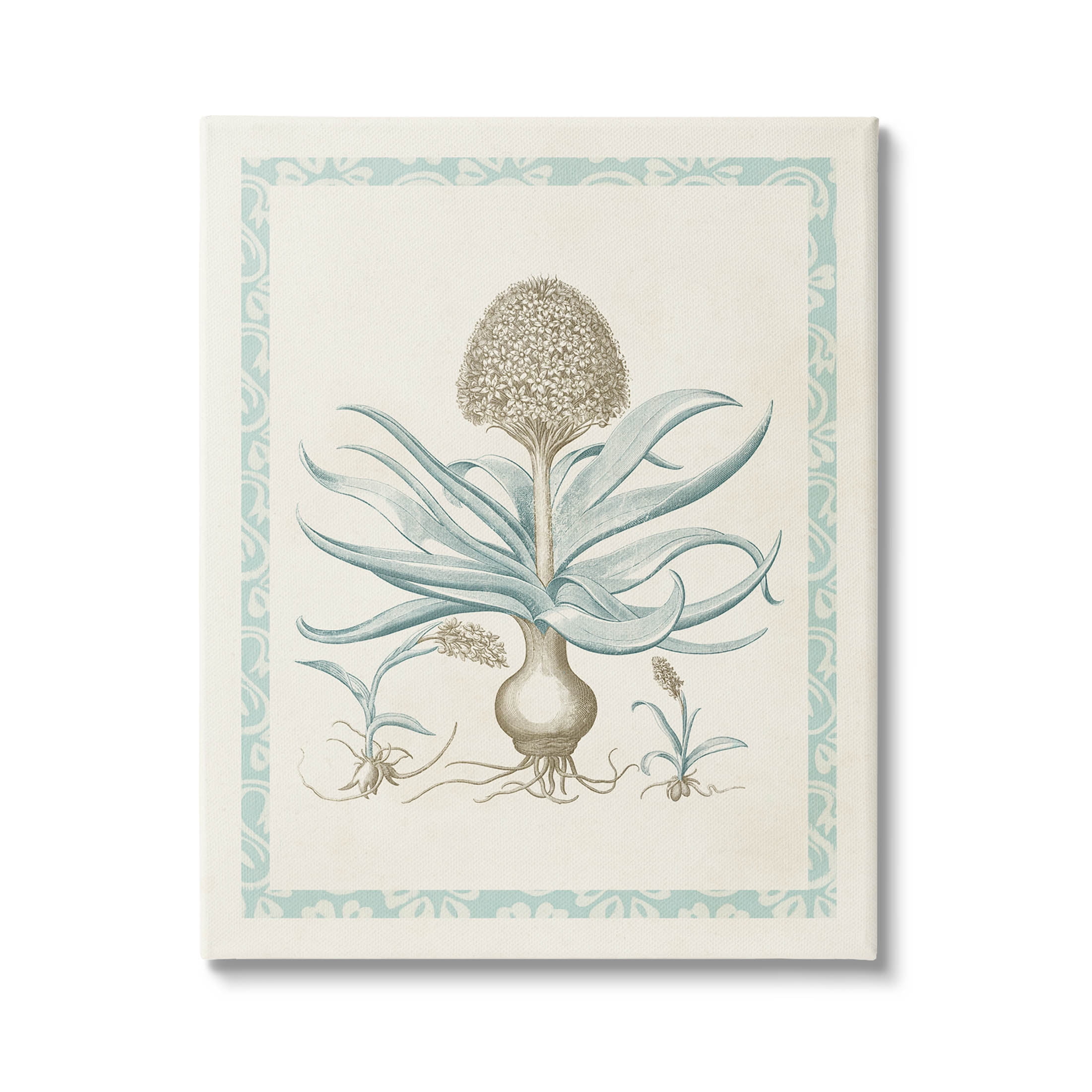 Stupell Industries Botanical Latin Study Plant Graphic Art Gallery Wrapped Canvas Print Wall Art, Design by Vision Studio