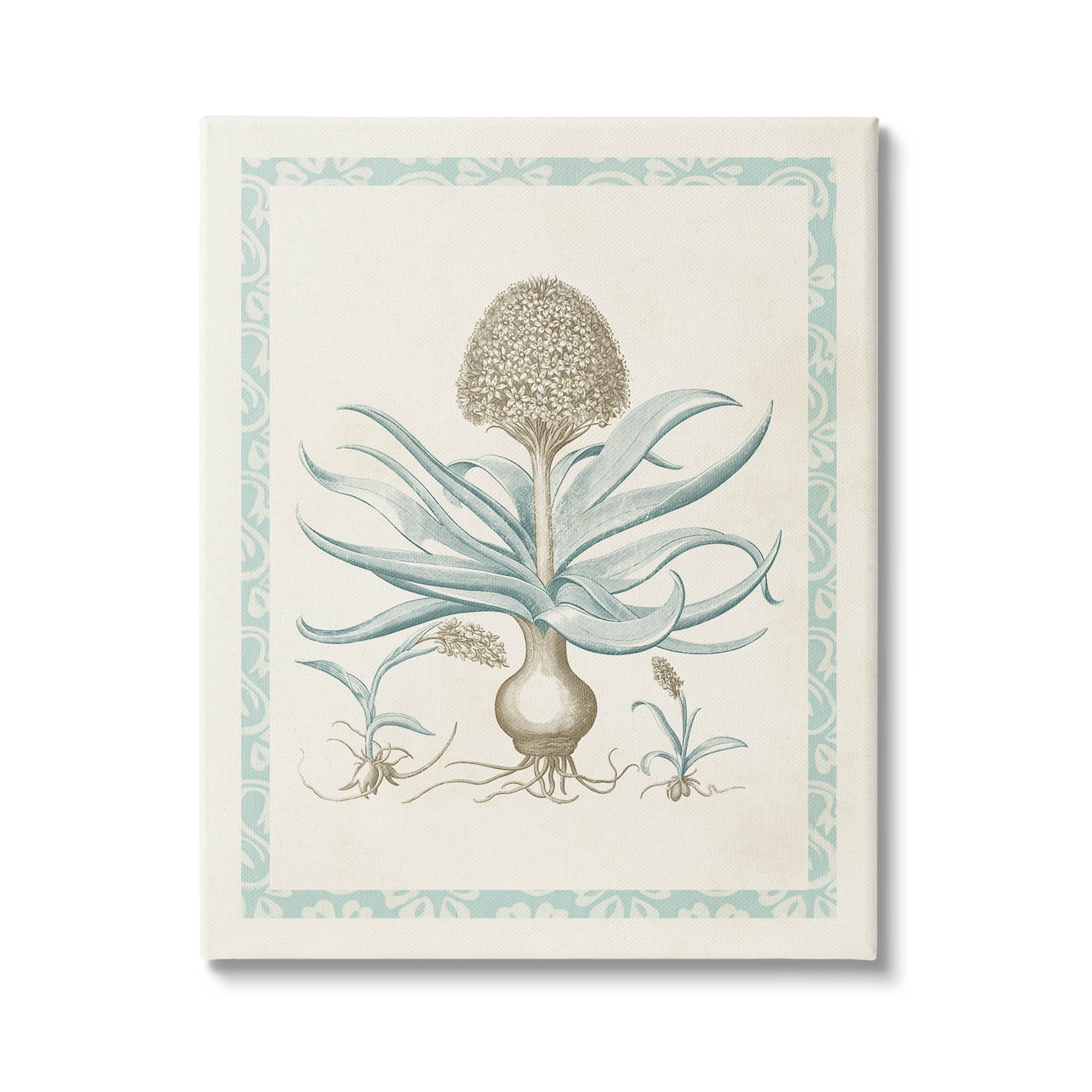 Stupell Industries Botanical Latin Study Plant Graphic Art Gallery Wrapped Canvas Print Wall Art, Design by Vision Studio
