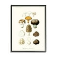 thumbnail image 1 of Stupell Industries Botanical Mushroom Species Latin Nature Study , 11 x 14, Design by World Art Group, 1 of 6