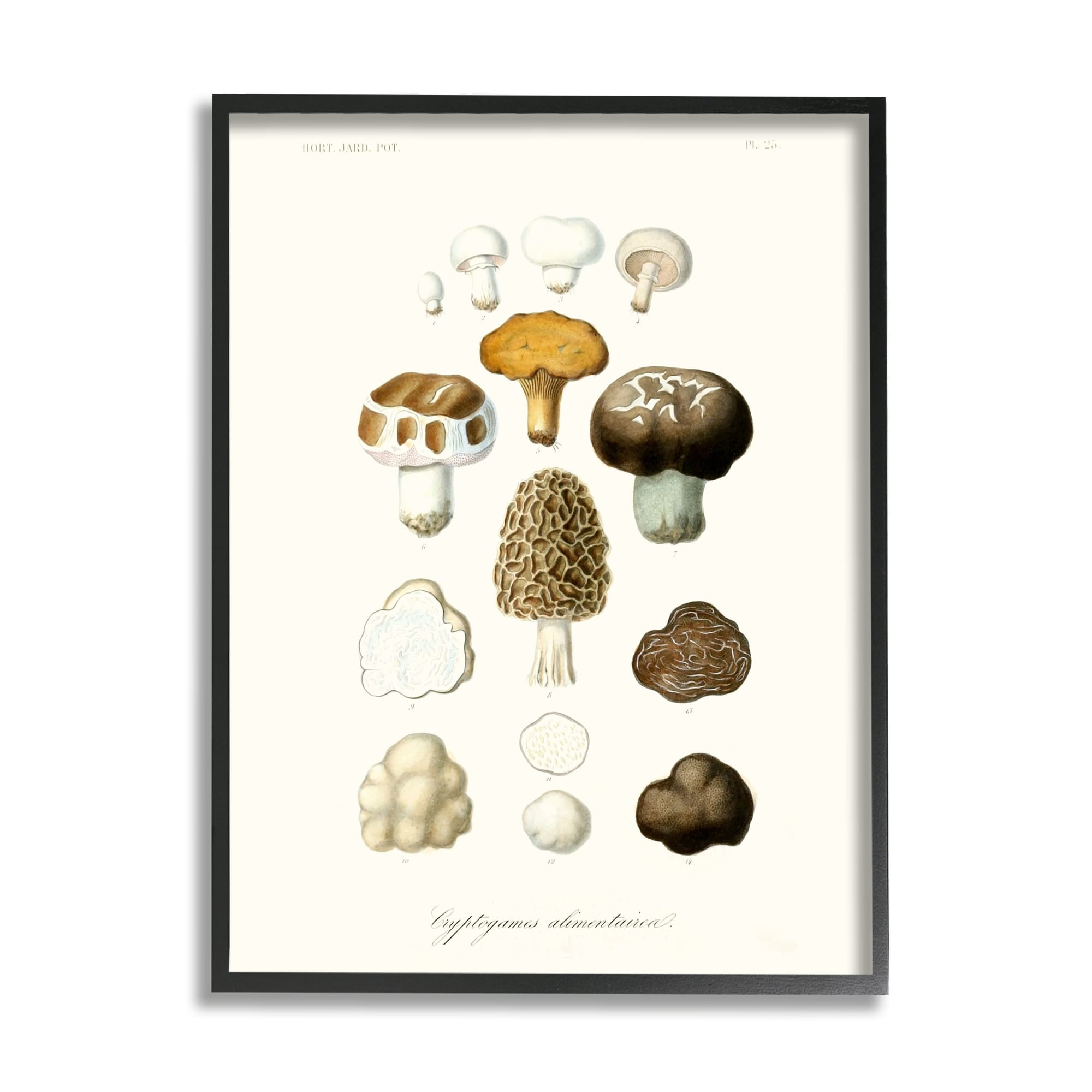 Stupell Industries Botanical Mushroom Species Latin Nature Study , 16 x 20, Design by World Art Group