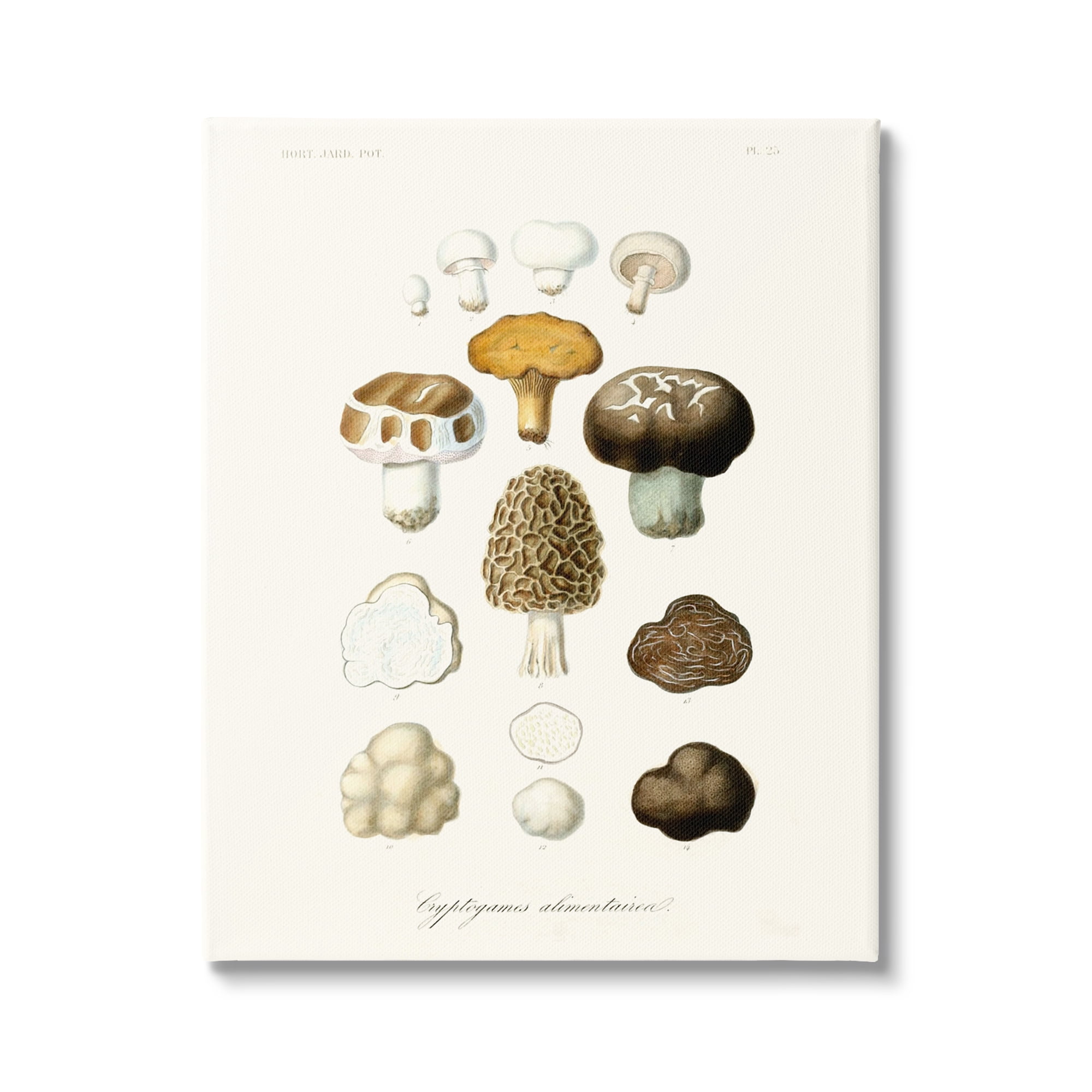 Stupell Industries Botanical Mushroom Species Latin Nature Study , 36 x 48, Design by World Art Group
