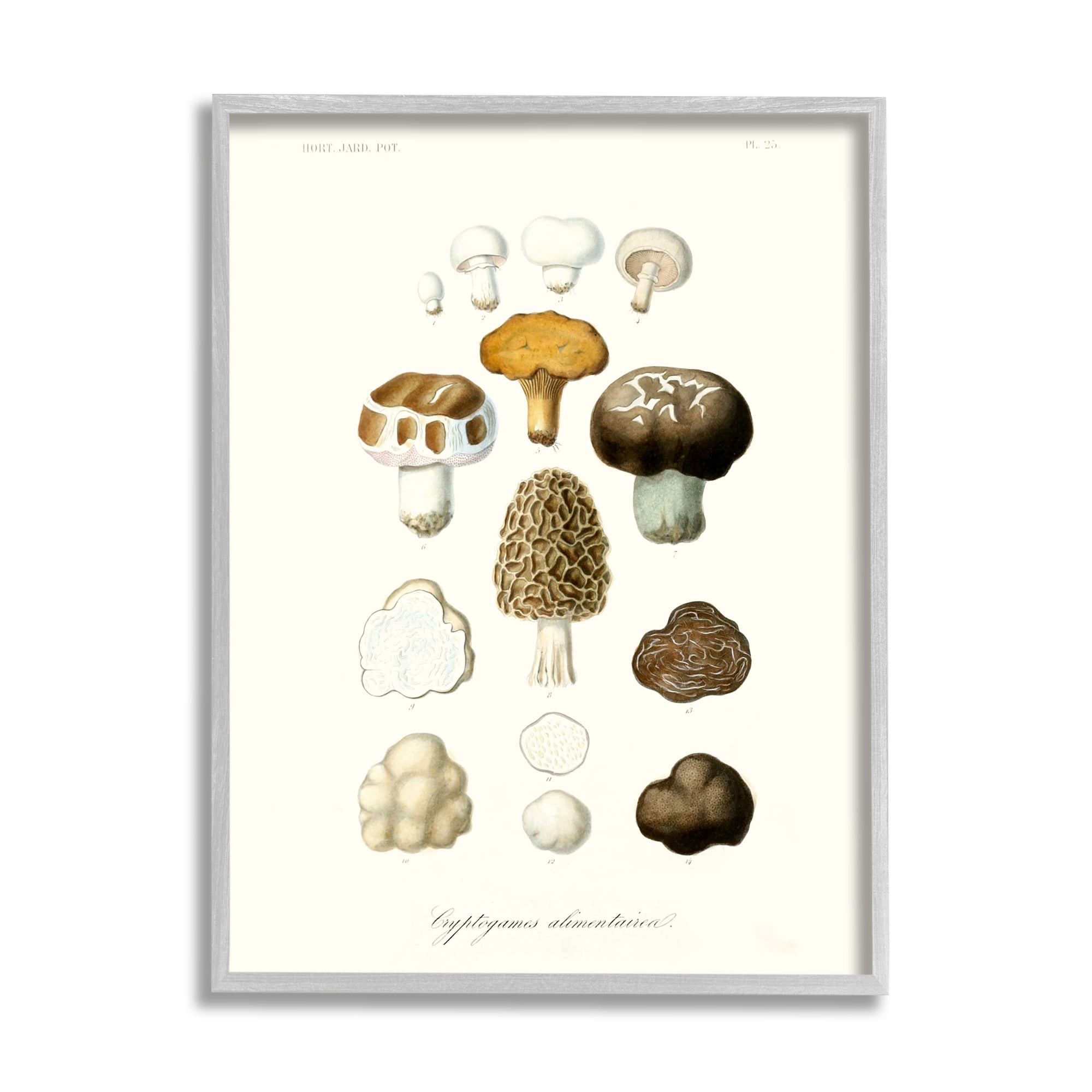 Stupell Industries Botanical Mushroom Species Latin Nature Study Drawings Gray Framed Art Print Wall Art, 11x14, by World Art Group