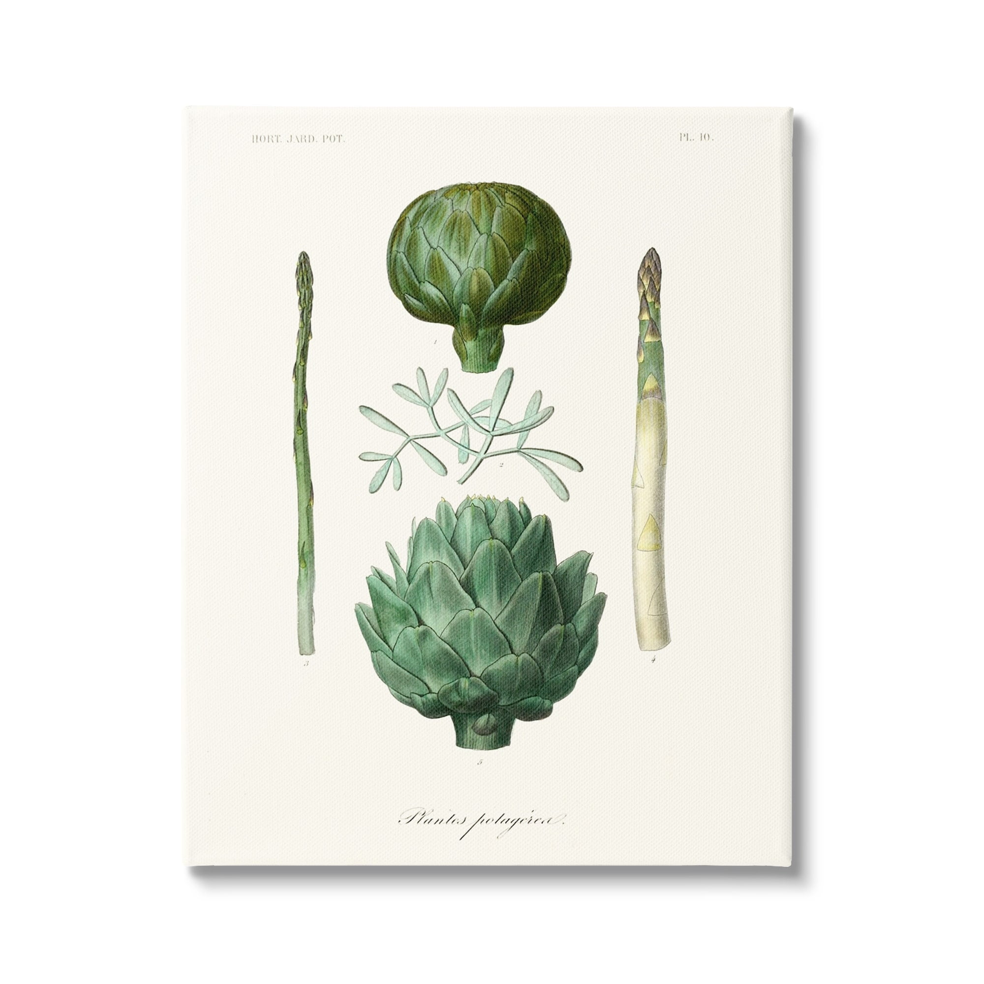 Stupell Industries Botanical Nature Study Artichoke Vegetation Diagram Drawings Gallery-Wrapped Canvas Print Wall Art, 24x30, by World Art Group
