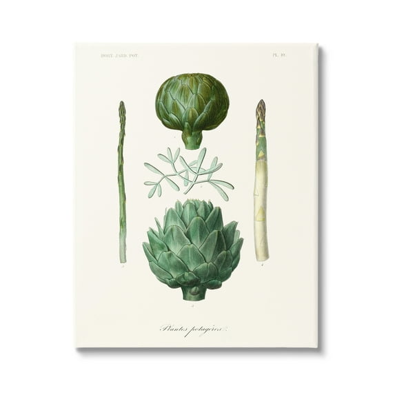 Stupell Industries Botanical Nature Study Artichoke Vegetation Diagram Drawings Gallery-Wrapped Canvas Print Wall Art, 36x48, by World Art Group