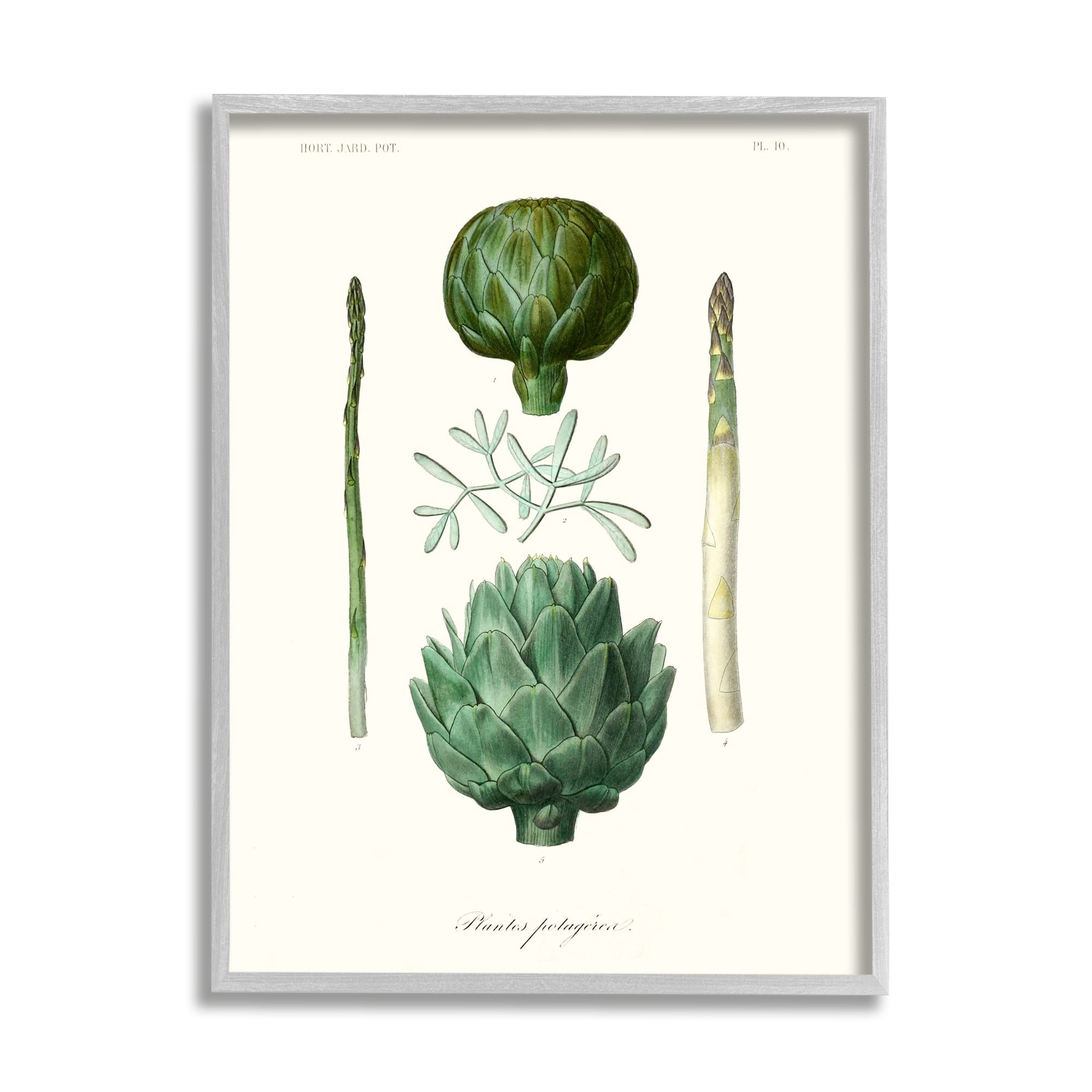 Stupell Industries Botanical Nature Study Artichoke Vegetation Diagram Drawings Gray Framed Art Print Wall Art, 24x30, by World Art Group