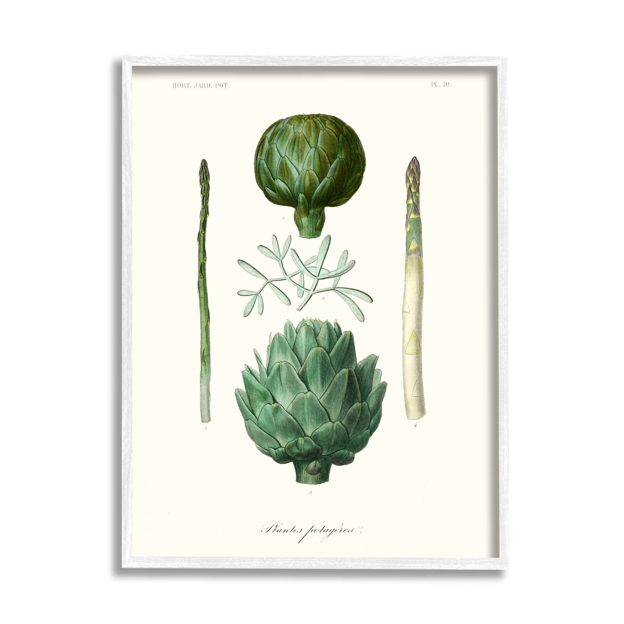 Stupell Industries Botanical Nature Study Artichoke Vegetation Diagram Drawings White Framed Art Print Wall Art, 11x14, by World Art Group