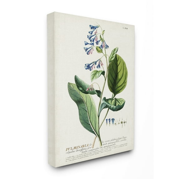 Stupell Industries Botanical Plant Illustration Blue Flowers Vintage Design Canvas Wall Art by Unknown, 30" x 40", Canvas