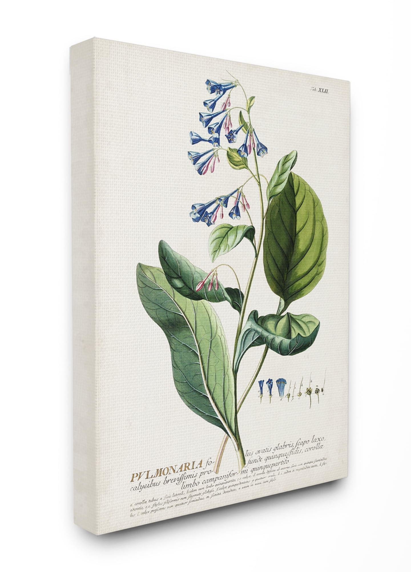 Stupell Industries Botanical Plant Illustration Blue Flowers Vintage Design Canvas Wall Art by Unknown
