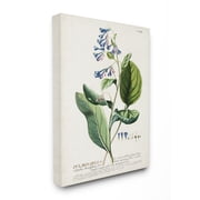 Stupell Industries Botanical Plant Illustration Blue Flowers Vintage Design Canvas Wall Art by Unknown