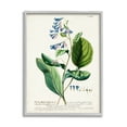 thumbnail image 1 of Stupell Industries Botanical Plant Illustration Blue Flowers Vintage Design Drawing Print Framed Art Print Wall Art, 24x30, By World Art Group, 1 of 8