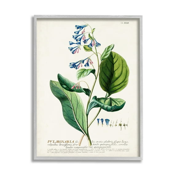 Stupell Industries Botanical Plant Illustration Blue Flowers Vintage Design Drawing Print Framed Art Print Wall Art, 24x30, By World Art Group