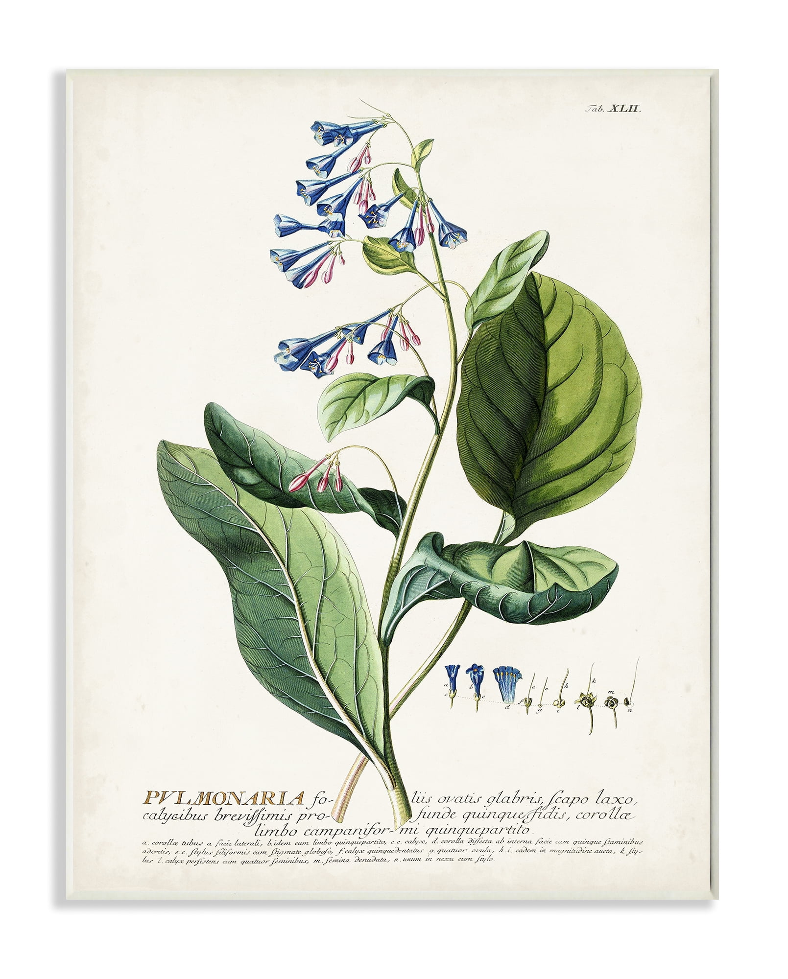 Stupell Industries Botanical Plant Illustration Blue Flowers Vintage Design Drawings Unframed Art Print Wall Art, 13x19, by Unknown