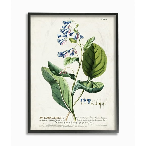 Stupell Industries Botanical Plant Illustration Blue Flowers Vintage Design Framed Wall Art by Unknown