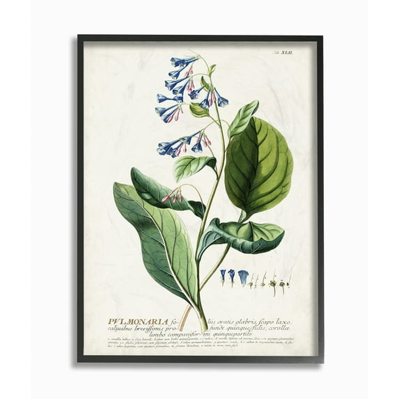 Stupell Industries Botanical Plant Illustration Blue Flowers Vintage Design Framed Wall Art by Unknown