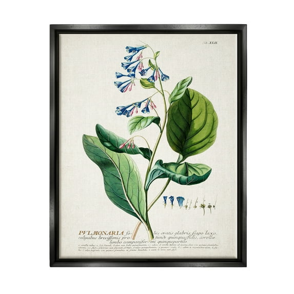 Stupell Industries Botanical Plant Illustration Blue Flowers Vintage Design Jet Black Framed Floating Canvas Wall Art, 24x30, by World Art Group